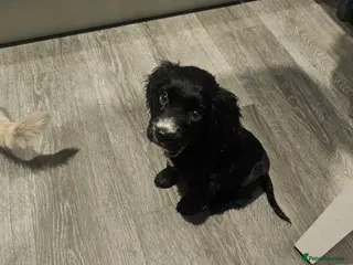 Cocker Spaniel dogs 9 Week Cocker Spaniel Girl for SALE - Advert 1