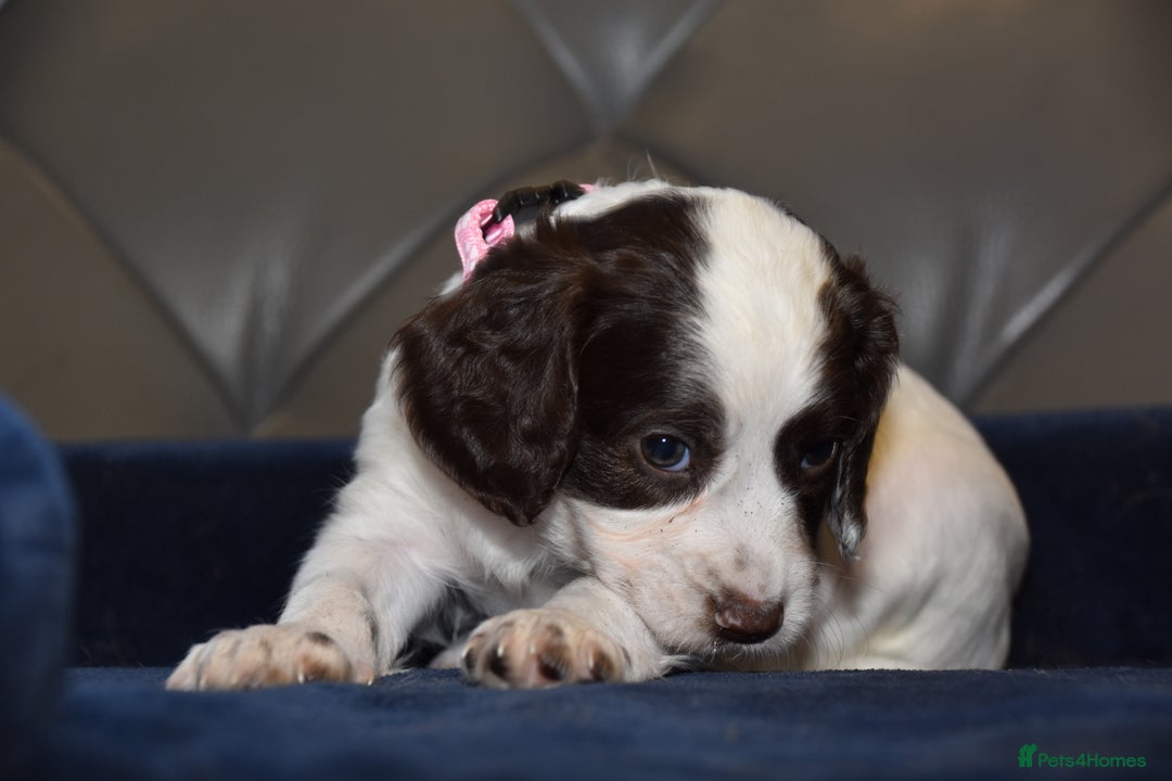 Cocker Spaniel dogs for sale: Kc Reg Health Tested Cocker Spaniel Puppies - Advert 4