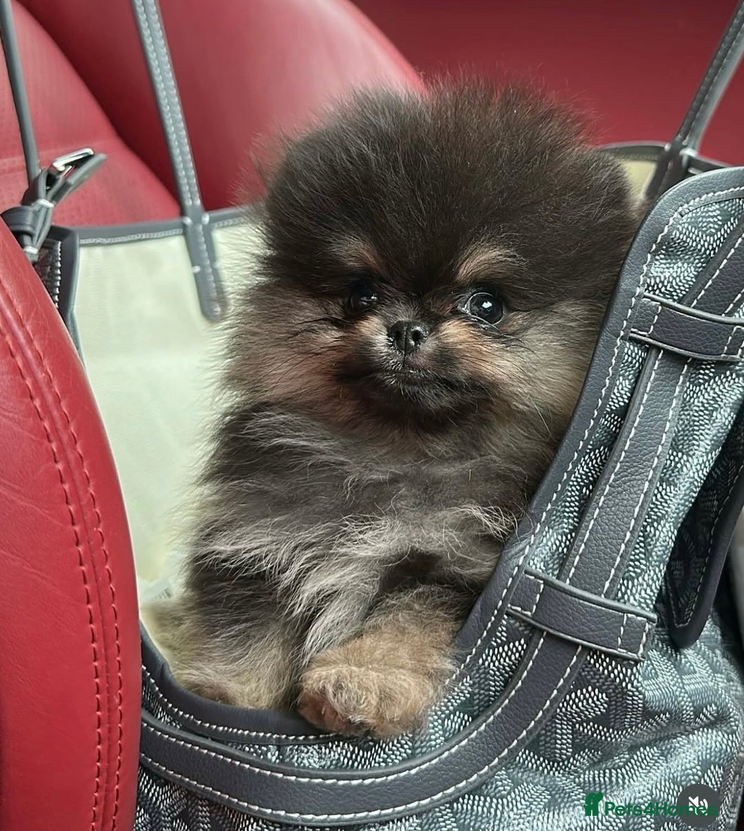 Pomeranian dogs for stud: 🌈😍 BEST QUALITY TEDDY FACED POM STUD 🧸🐶🤎  - Advert 4