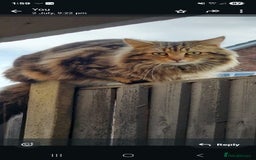 British Shorthair cats for sale: Norwegian forest cat x - Image 26