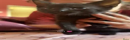 Bombay cats for sale: Beautiful kittens for sale  - Advert 6