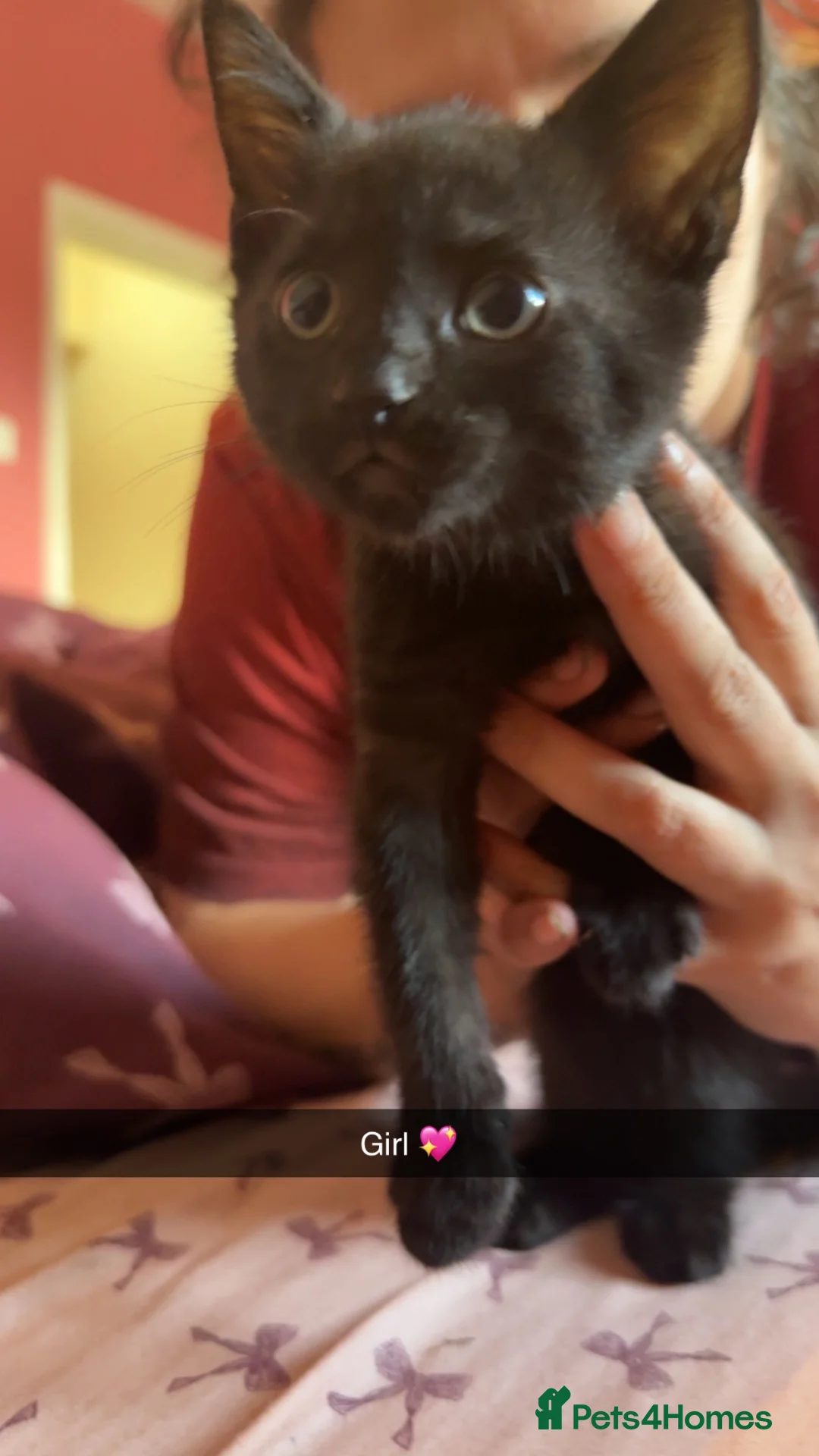 Bombay cats for sale: Beautiful kittens for sale  - Advert 6