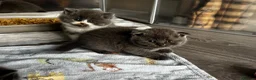 Scottish Fold cats for sale: Beautiful Scottish Kitten, Tica registered - Advert 18