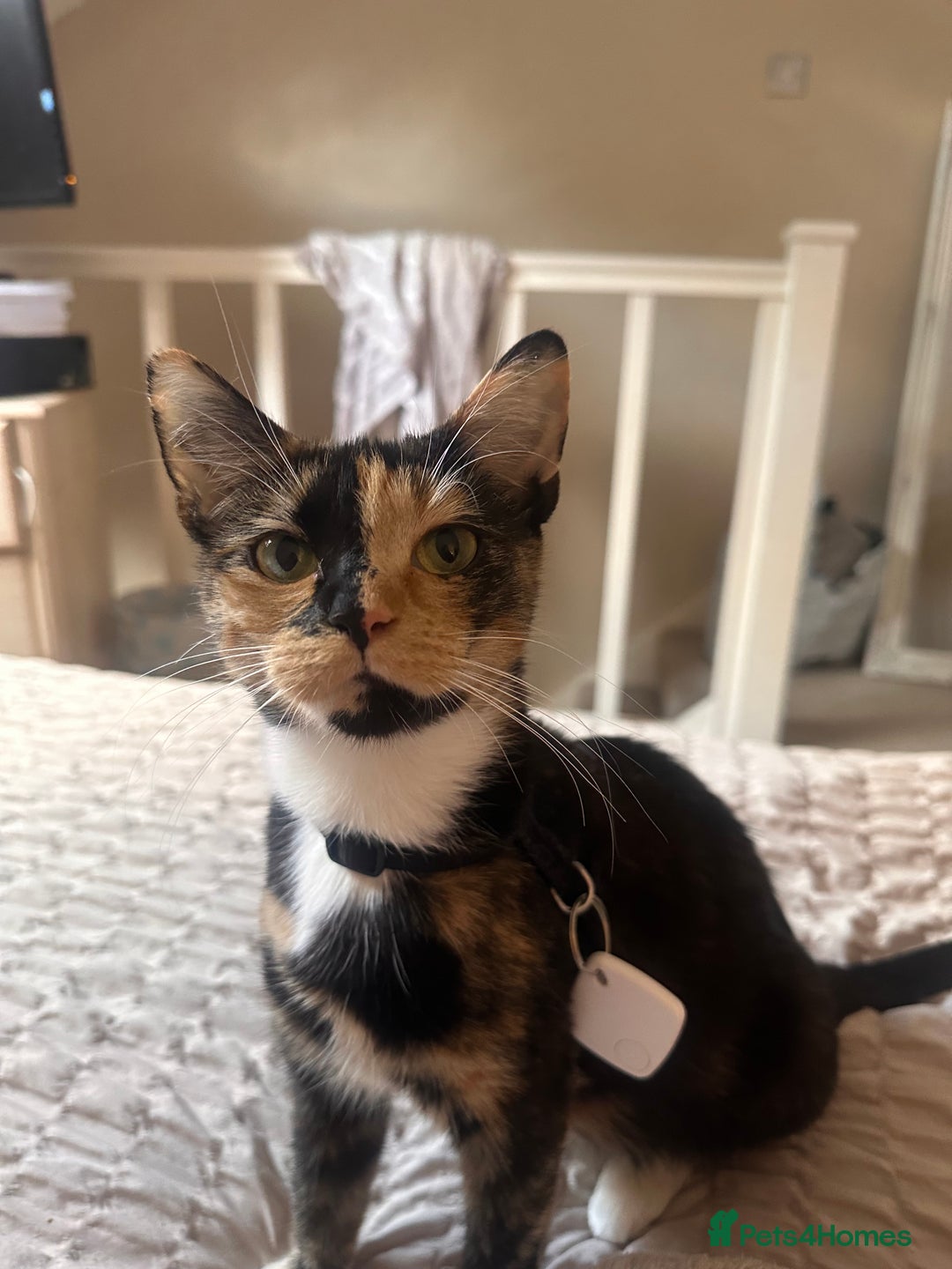 British Shorthair cats for sale: Rehoming my Sweet Baby girl rare Chimera  - Advert 1