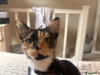 British Shorthair cats Rehoming my Sweet Baby girl rare Chimera - Advert 1