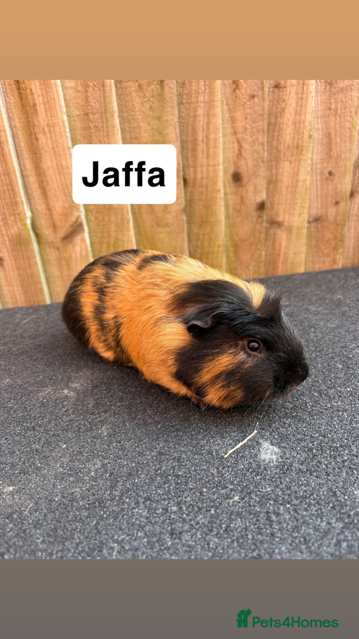 Guinea Pig rodents 1 girl 2 boys - Advert 1