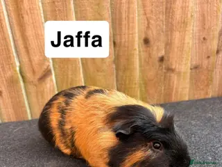 Guinea Pig rodents 1 girl 2 boys - Advert 1