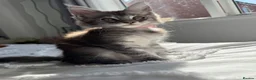 Maine Coon cats for sale: 🐾 Beautiful Maine Coon Kittens Forever Homes🐾 - Advert 14