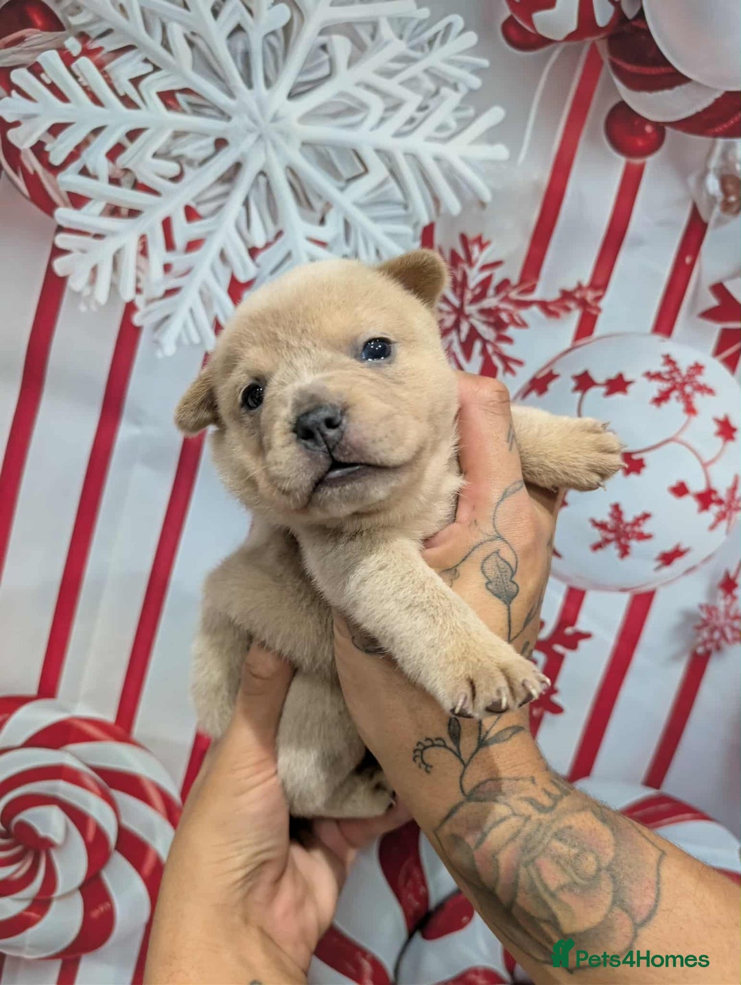 Chow Chow dogs for sale: French chows  - Advert 25