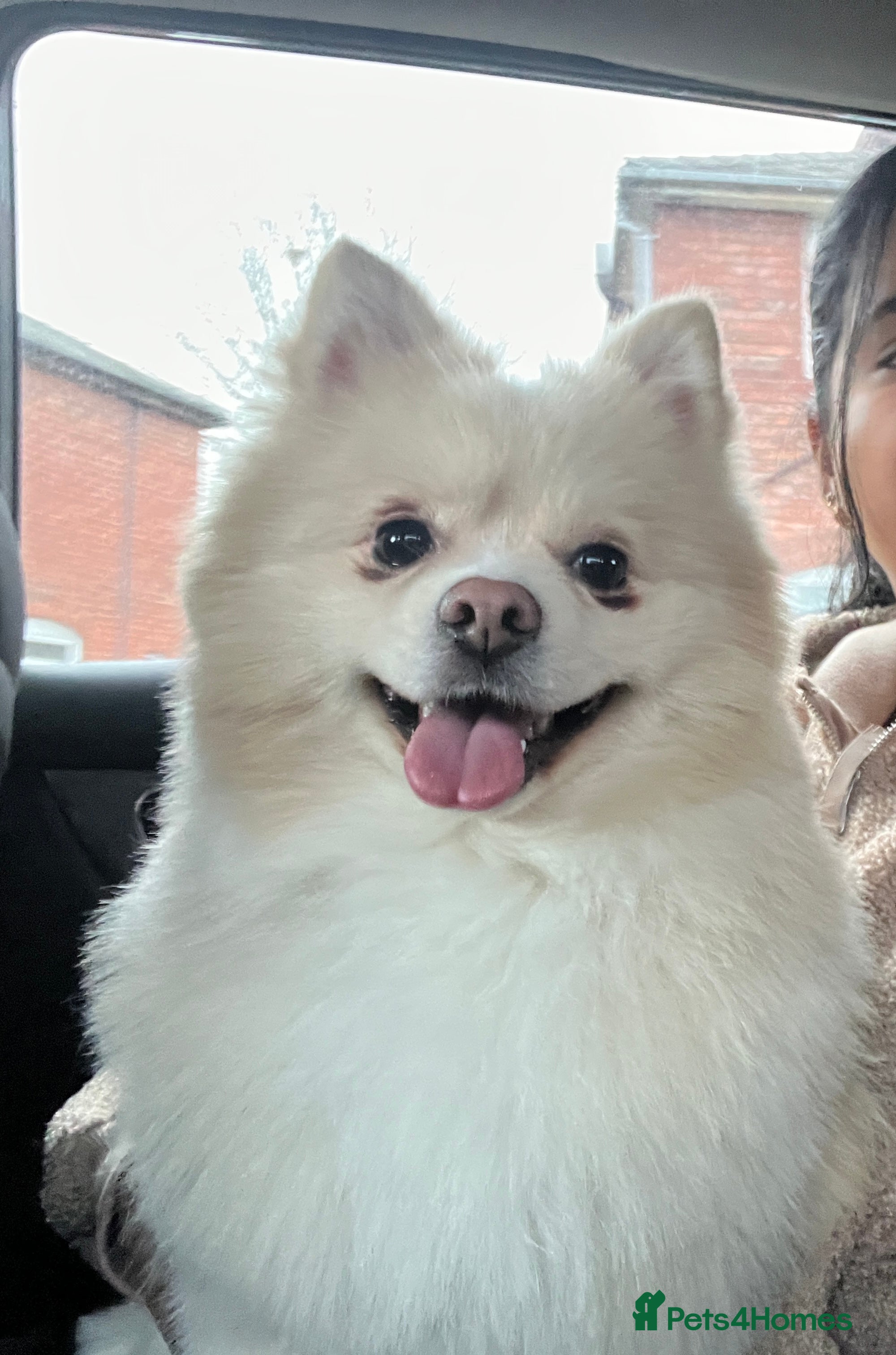 Pomeranian dogs Pomeranian for stud  - Advert 5