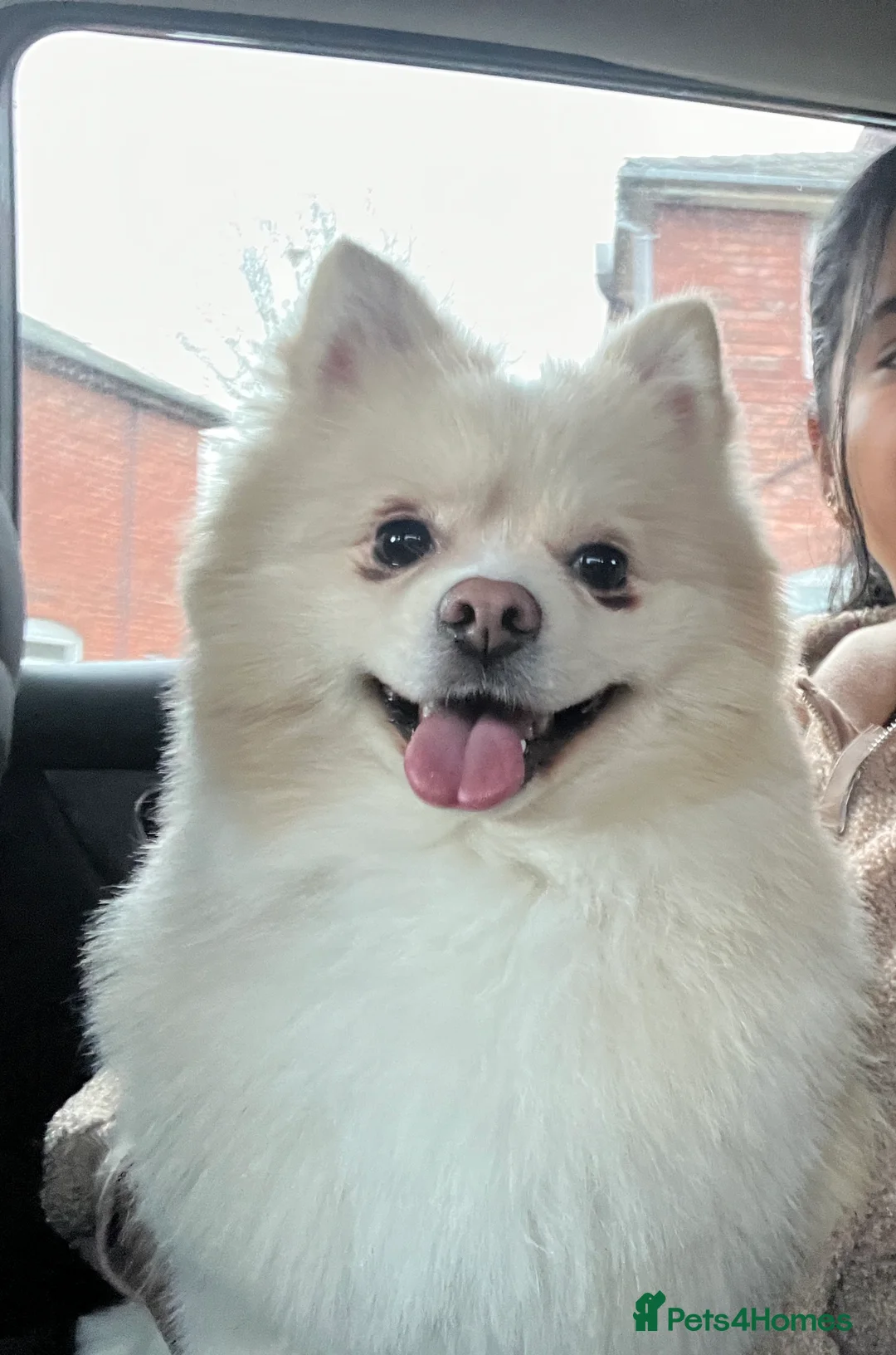 Pomeranian dogs for stud: Pomeranian for stud  - Advert 1