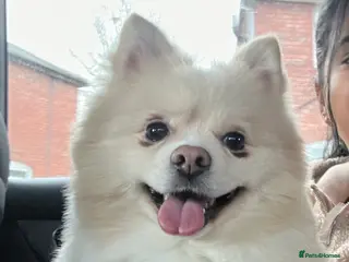 Pomeranian dogs Pomeranian for stud - Advert 1