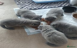 British Shorthair cats for sale: 4 Britain short hair kittens - Image 4