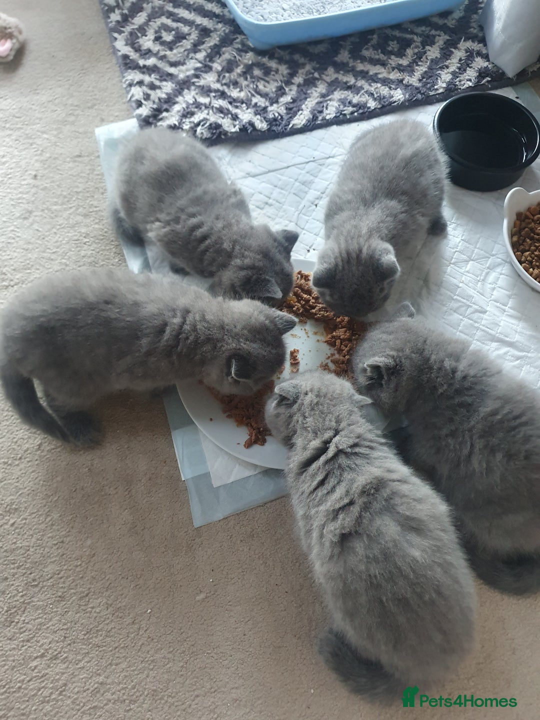 British Shorthair cats for sale: 4 Britain short hair kittens - Image 4