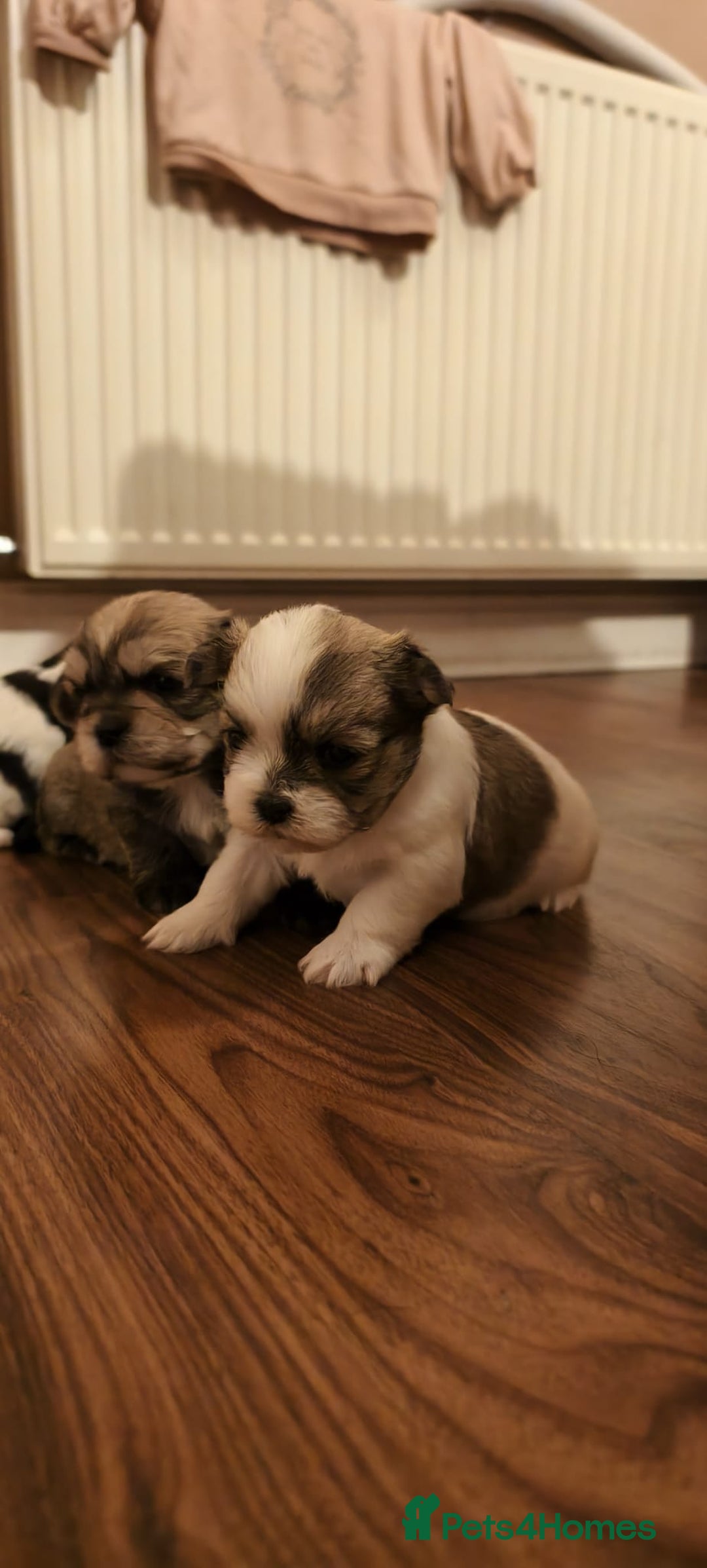 Shorkie dogs for sale: Shih tzu cross puppies  - Image 3