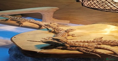 Bearded Dragon reptiles Baby bearded dragons £45 per baby  - Advert 7