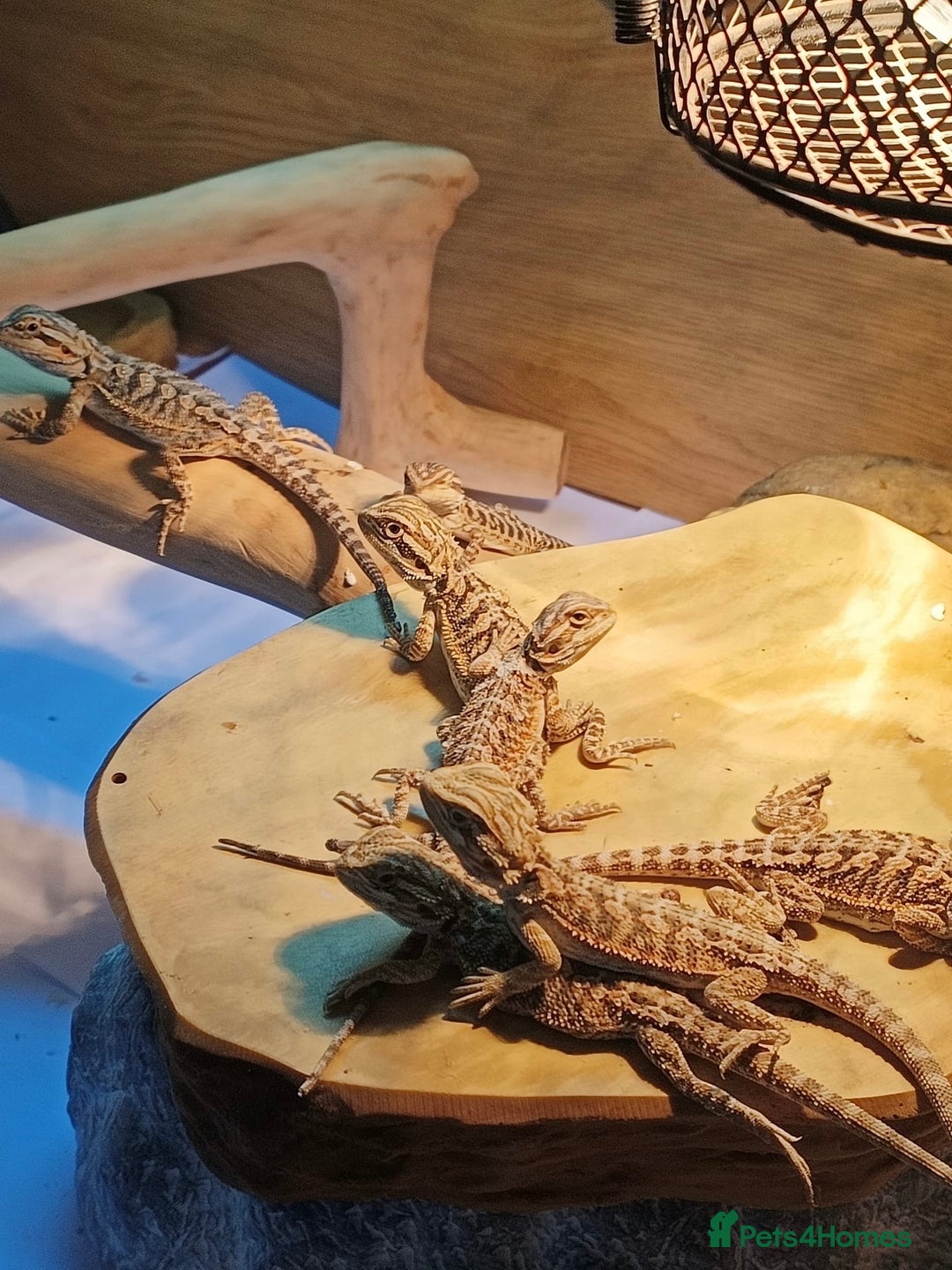 Bearded Dragon reptiles for sale: Baby bearded dragons £45 per baby  - Advert 2