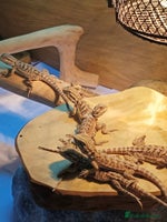 Bearded Dragon reptiles Baby bearded dragons £45 per baby - Advert 3