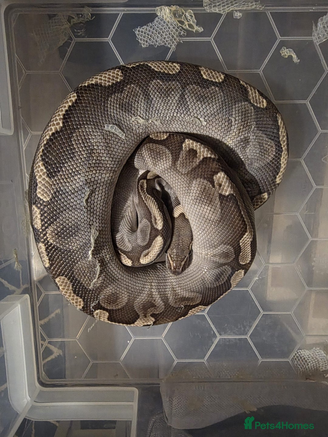 Python Snake reptiles for sale: 11x royal pythons  - Advert 9