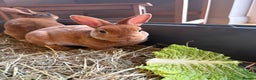 Rex rabbits for sale: Mini Rex Bunnies  - Advert 9