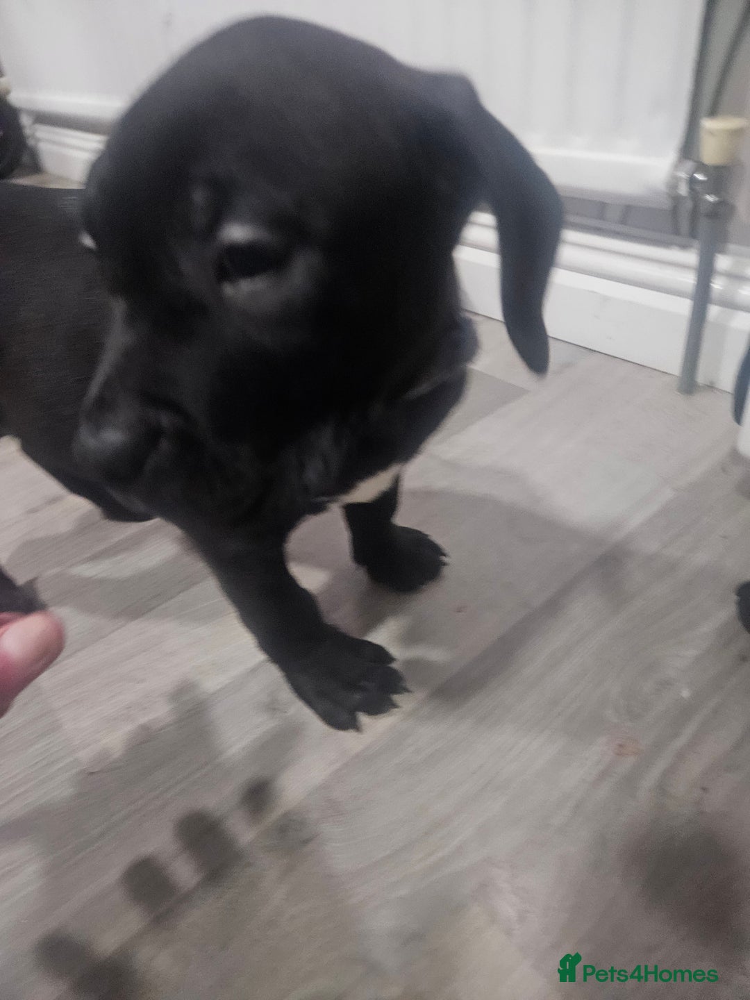 Mixed Breed dogs for sale: Prety puppy - Advert 3