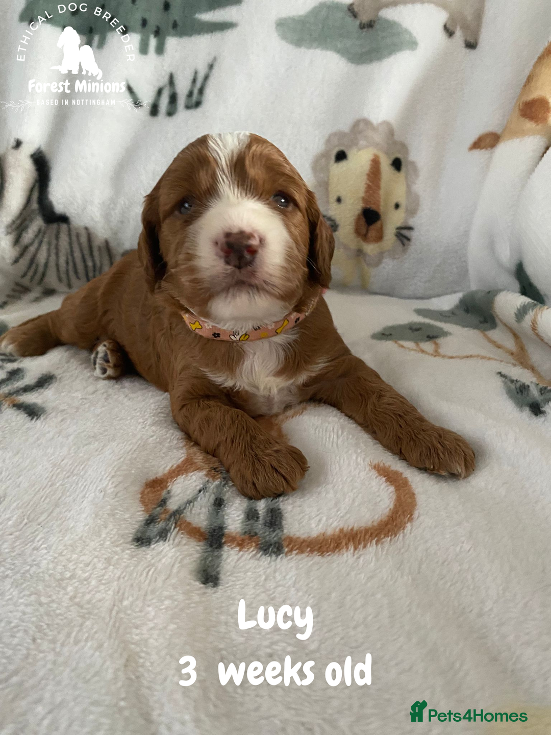 Cockapoo dogs for sale: Beautiful Cockapoo puppies (DNA CLEAR) - Advert 10