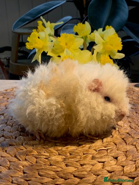 Guinea Pig rodents Beautiful Baby Texels HP18 - Advert 2