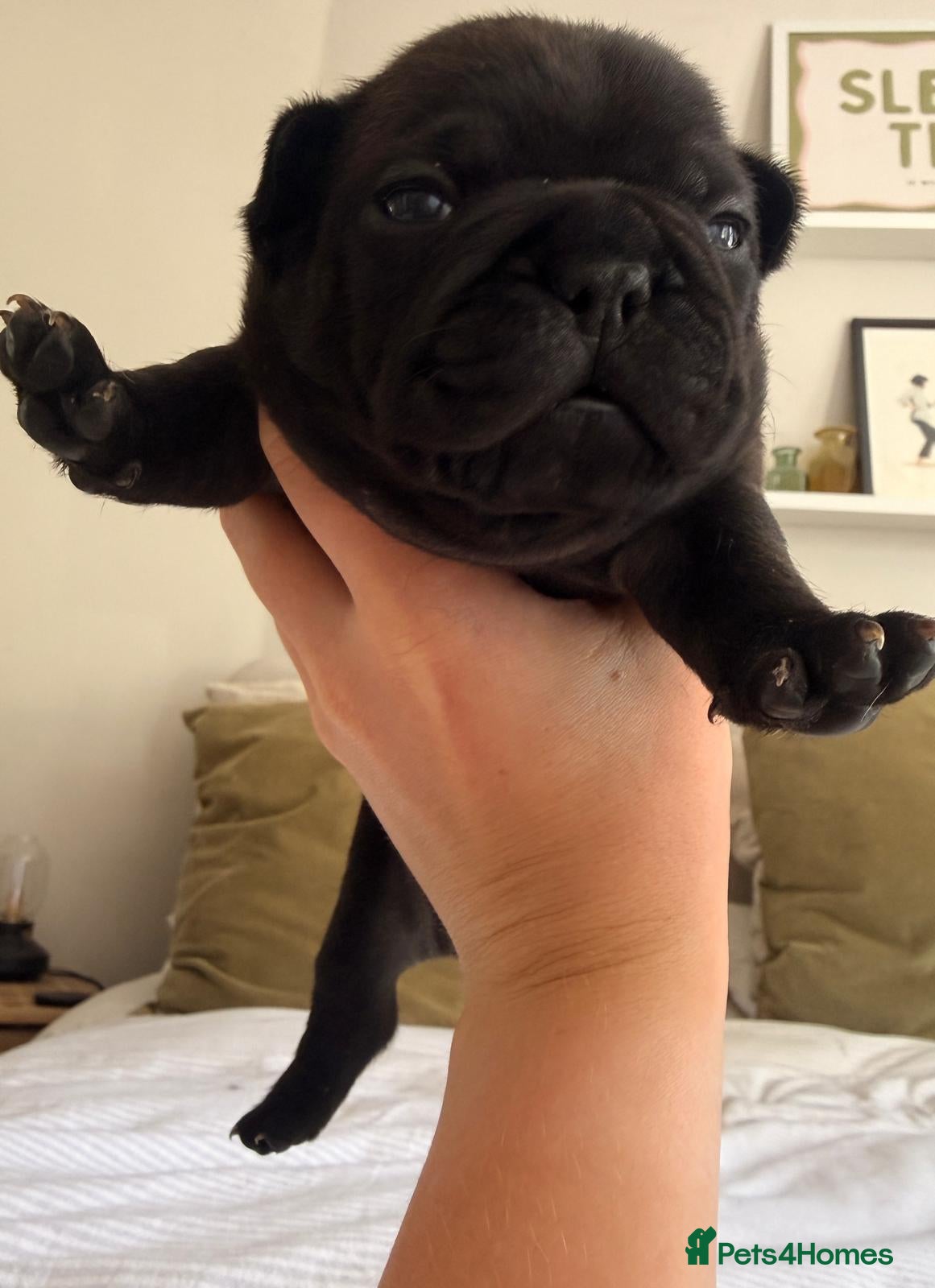 French Bulldog dogs Beautiful Brindle Frenchie Puppies - Advert 3