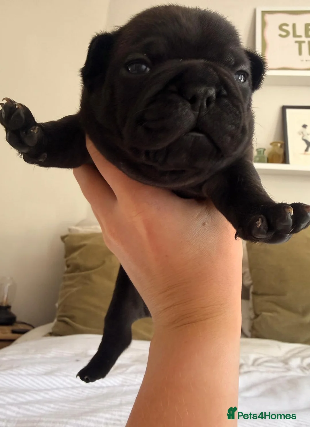 French Bulldog dogs for sale: Beautiful Brindle Frenchie Puppies in London - Advert 1
