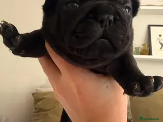 French Bulldog dogs Beautiful Brindle Frenchie Puppies - Advert 5