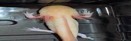 Axolotl reptiles for sale: Beautiful hypo baby Axolotls available last few  - Advert 19