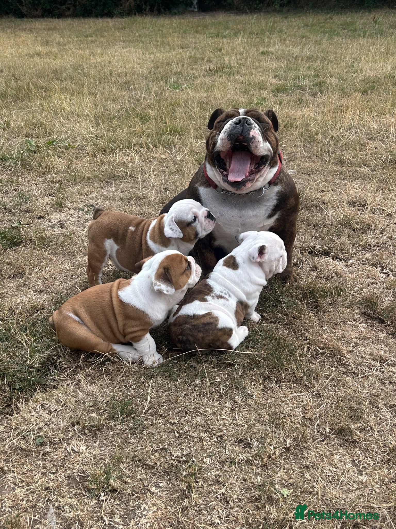 English Bulldog dogs STUNNING PUPS FROM HEALTH TESTED PARENTS - Advert 9