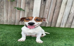 Jack Russell dogs for sale: 8 beautiful jack Russell puppies 5 girls 3 boys  - Image 13