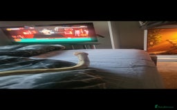 Python Snake reptiles for sale: Banana, enchi cinnamon het clown - Image 2