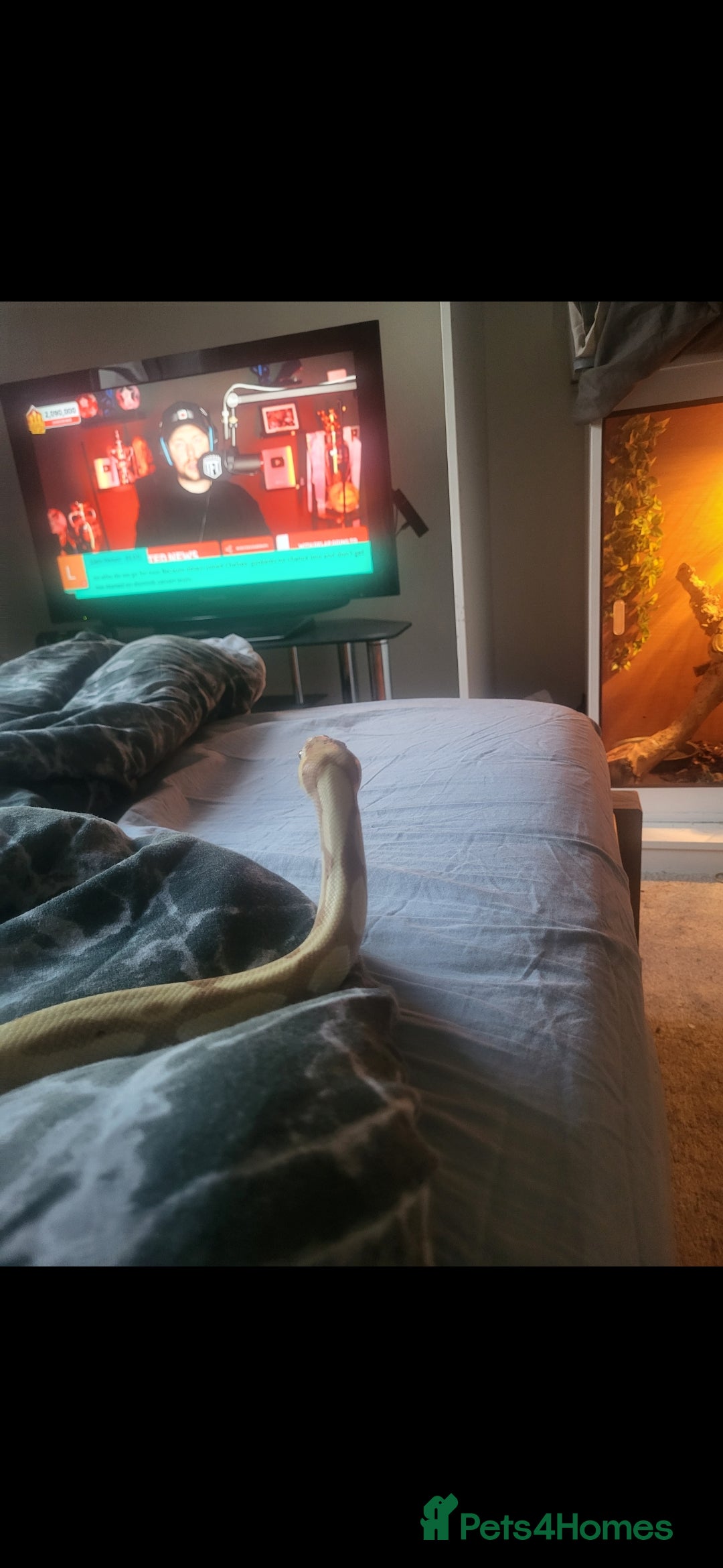 Python Snake reptiles for sale: Banana, enchi cinnamon het clown - Image 2