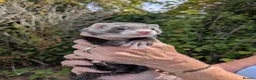 Ferret rodents for sale: Bady Ferrets  - Advert 4