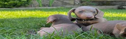 Miniature Dachshund dogs for sale: Miniature dachshund boys and girls  - Advert 9