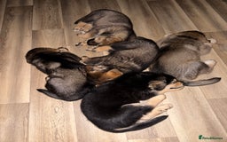 Mixed Breed dogs for sale: German Shepherd x Rottweiler puppies | READY TO GO - Image 1