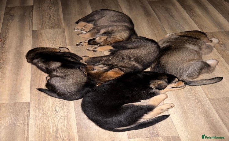Mixed Breed dogs - Advert 1