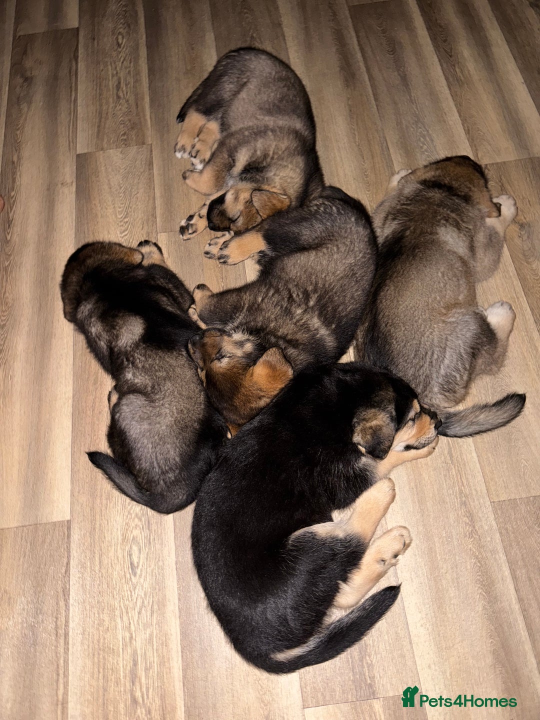 Mixed Breed dogs for sale: German Shepherd x Rottweiler puppies | READY TO GO - Image 1