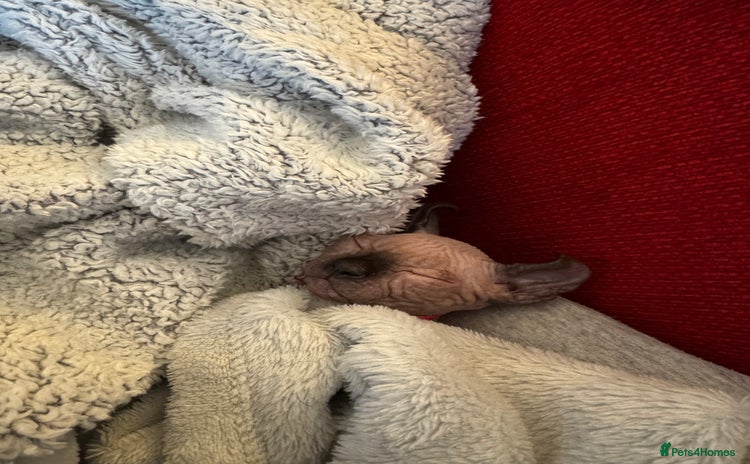 Sphynx cats - Advert 4