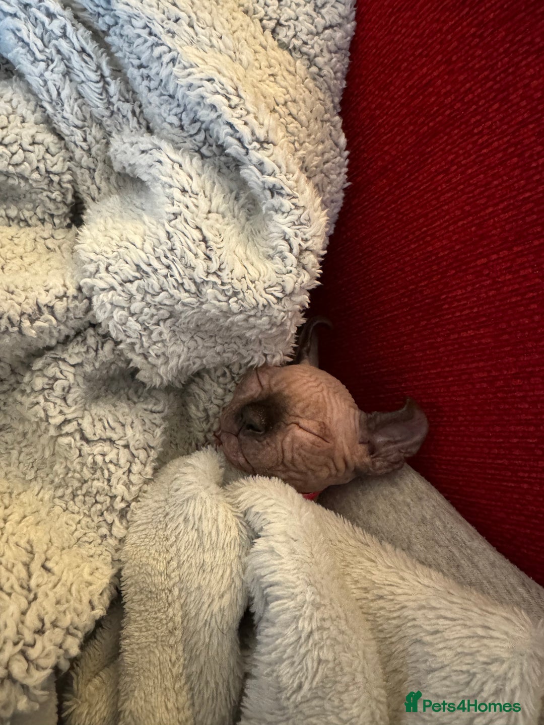 Sphynx cats for sale: Sphynx - Image 1