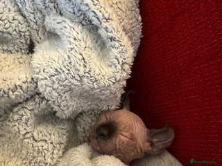 Sphynx cats - Advert 1