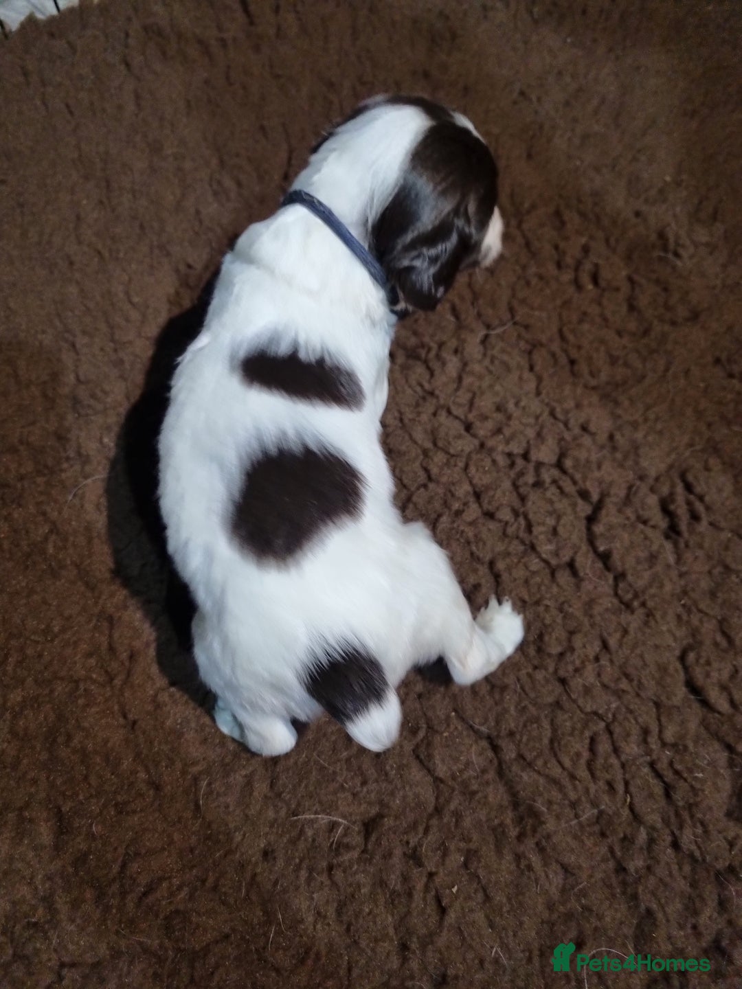 English Springer Spaniel dogs for sale: KC registered English Springer Spaniel puppies 🐾 - Advert 7