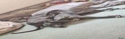 Whippet dogs for sale: Beautiful Blue 28 week old whippet sisters💞£1800  - Advert 11