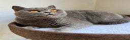 British Shorthair cats for sale: Beautiful BSH blue female cat - Advert 4