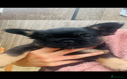French Bulldog dogs for sale: Full Fluffy KC French bulldog Pupps 2 boys 1 girl  - Image 22