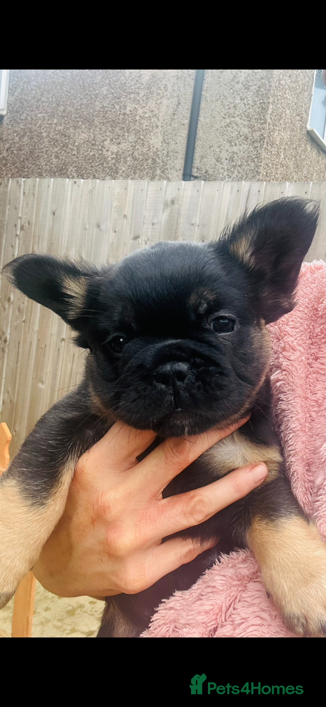 French Bulldog dogs for sale: Full Fluffy KC French bulldog Pupps 2 boys 1 girl  - Image 22