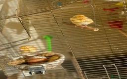 Canaries birds for sale: Mosaic Canary - Image 7