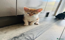 British Shorthair cats for sale: Bundle of joy  - Image 6